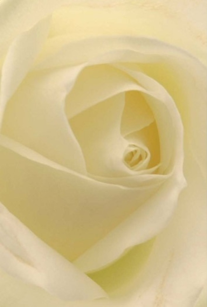Examining this classic ivory rose up close reveals a world of softness, artistry, and quiet sophistication-hallmarks of elegant floral work across Harringay. Seamless gradations of cream and white create a luminous effect, as if the petals themselves are lit from inside by the first light filtering over Finsbury Park. Each petal folds upon itself with serene patience, their surface a study in matte, silky texture that begs to be touched. The atmosphere is one of solace and reflection, perfect for a heartfelt apology, a romantic overture, or the centrepiece to crown a wedding celebration at local venues. Subtle shadows within the spiral core suggest purity and resilience, while the outer edges convey nature's wisdom-fragile yet so purposefully arranged. The quiet fragrance is clean and uplifting, suited to any occasion requiring grace and sincerity. In every detail, from the layered composition to the gentle interplay of colour and shadow, this rose showcases not only botanical beauty but the dedicated expertise of Harringay's neighbourhood florists, ready to deliver freshness to every doorstep.